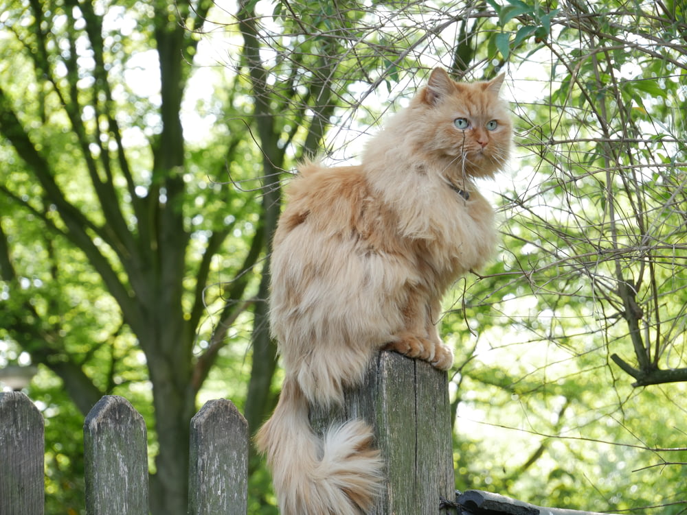 a fluffy cat sitting on top of a wooden fence