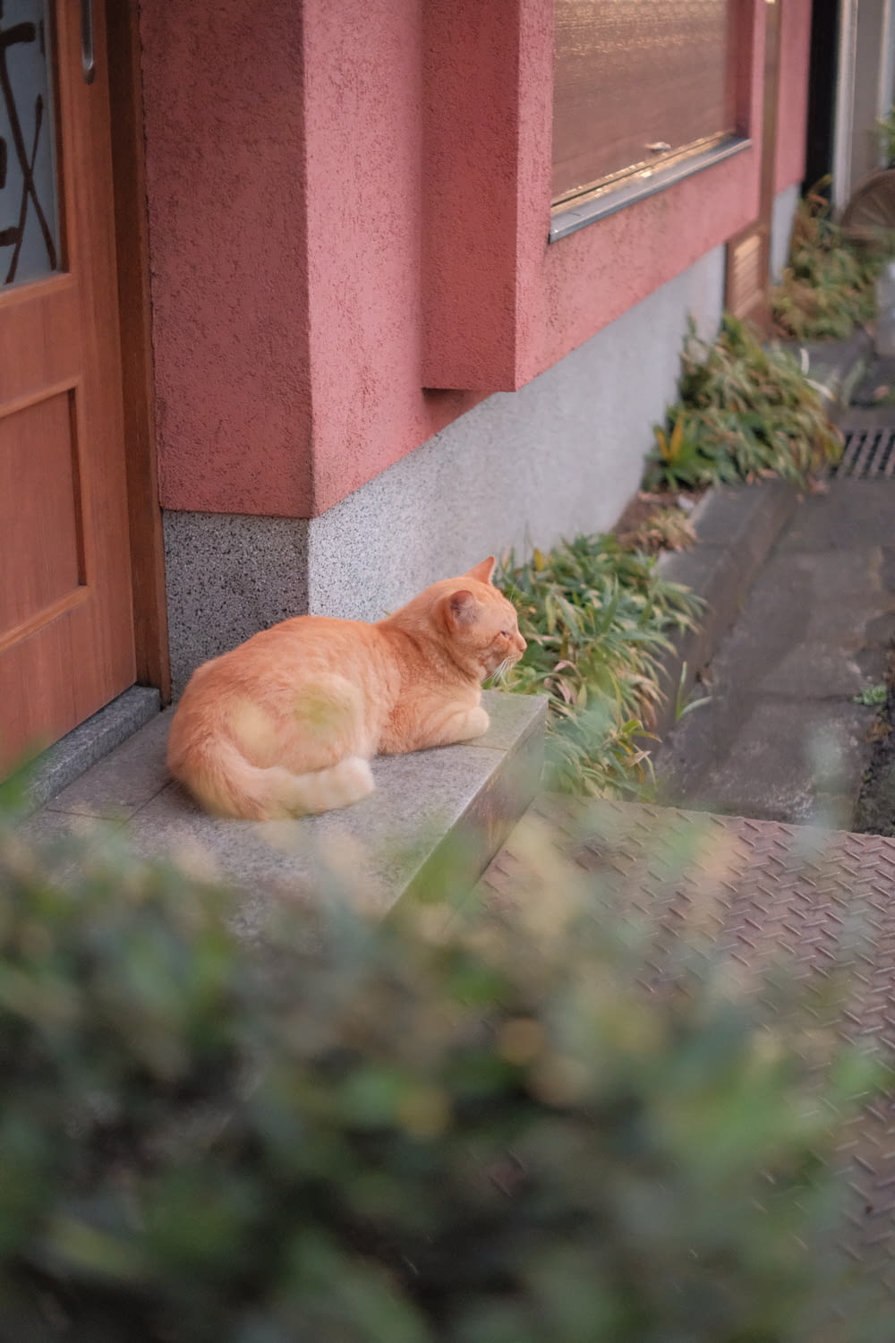 an orange cat sitting on the side of a building