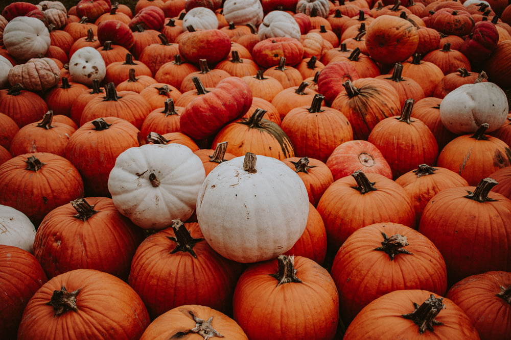 a lot of pumpkins that are sitting together