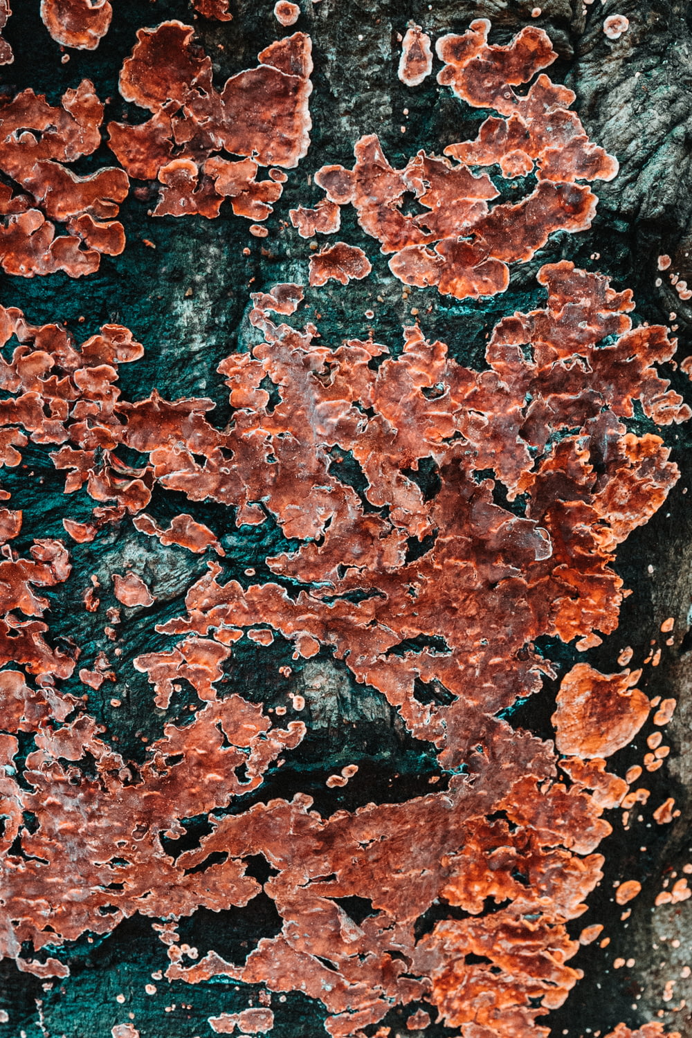 Un primo piano di un tronco d'albero coperto di licheni