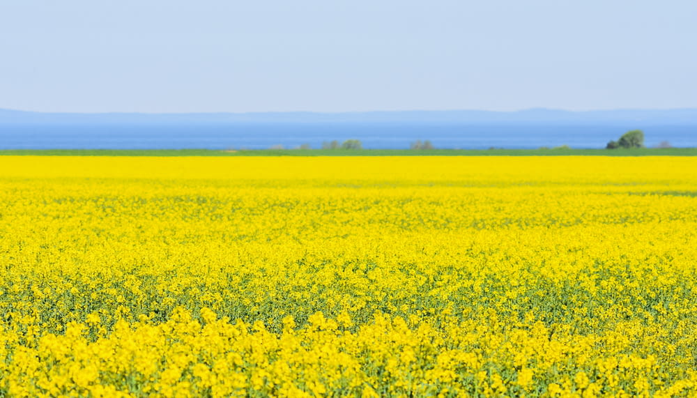 a large field of yellow flowers with mountains in the background