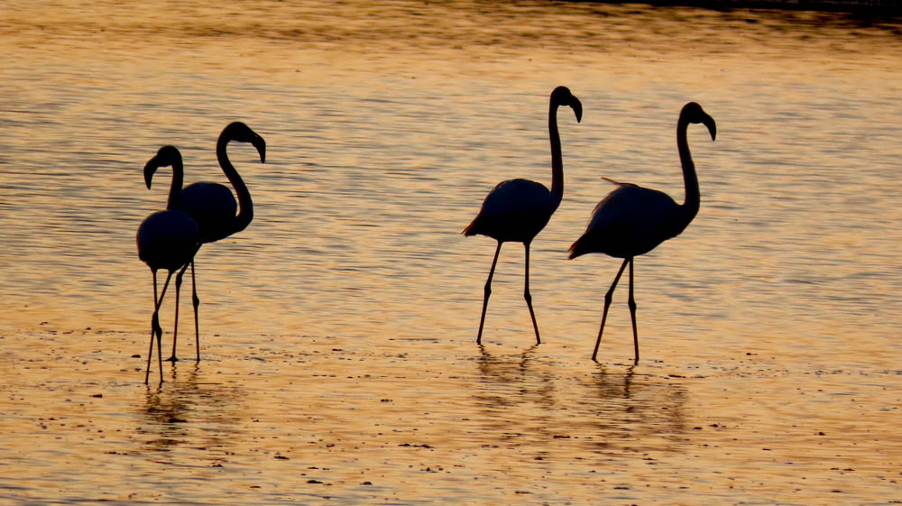 three flamingos standing in shallow water at sunset