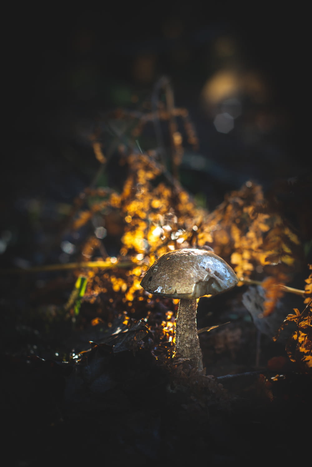 a small mushroom sitting on the ground in the dark