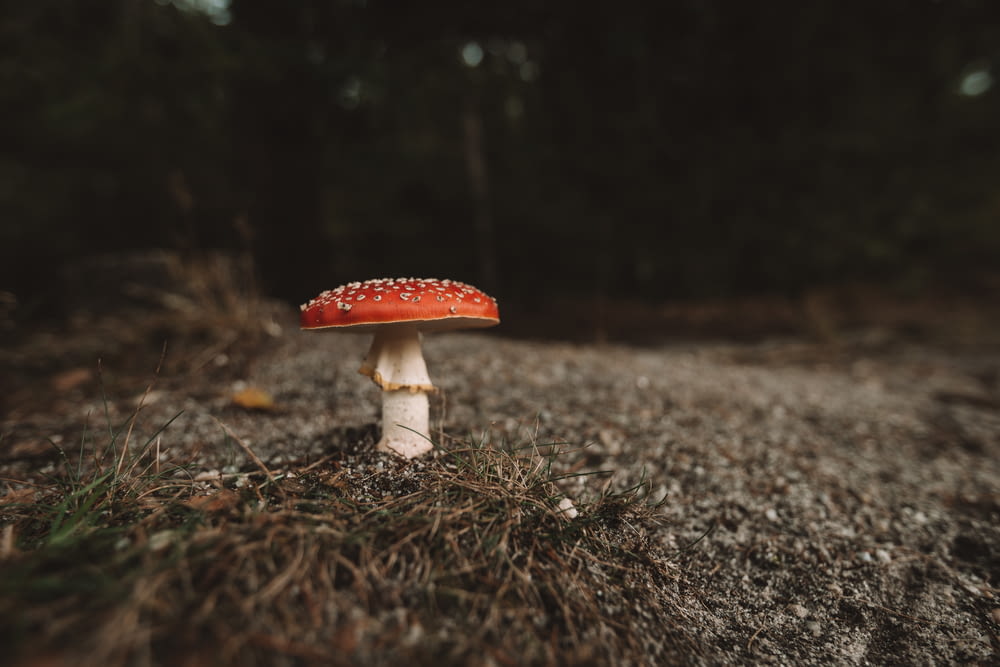 a small red mushroom sitting on the side of a road
