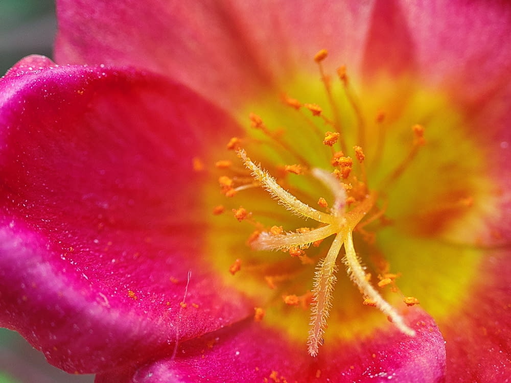 un primo piano di un fiore rosa con un centro giallo