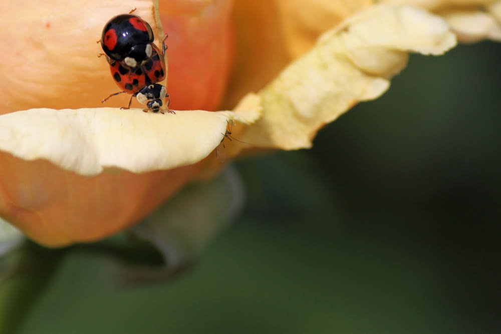 a lady bug sitting on top of a yellow flower