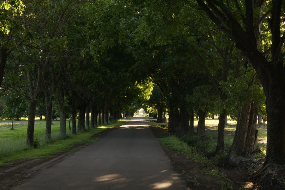 a road lined with trees and grass next to a field