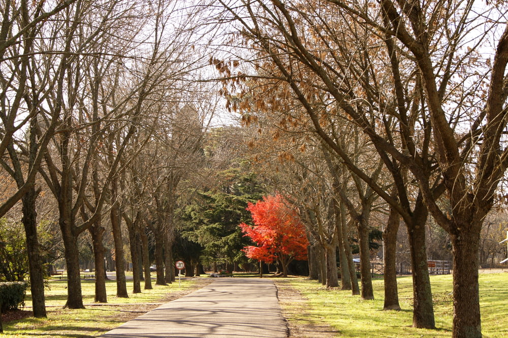 a street lined with trees with red leaves