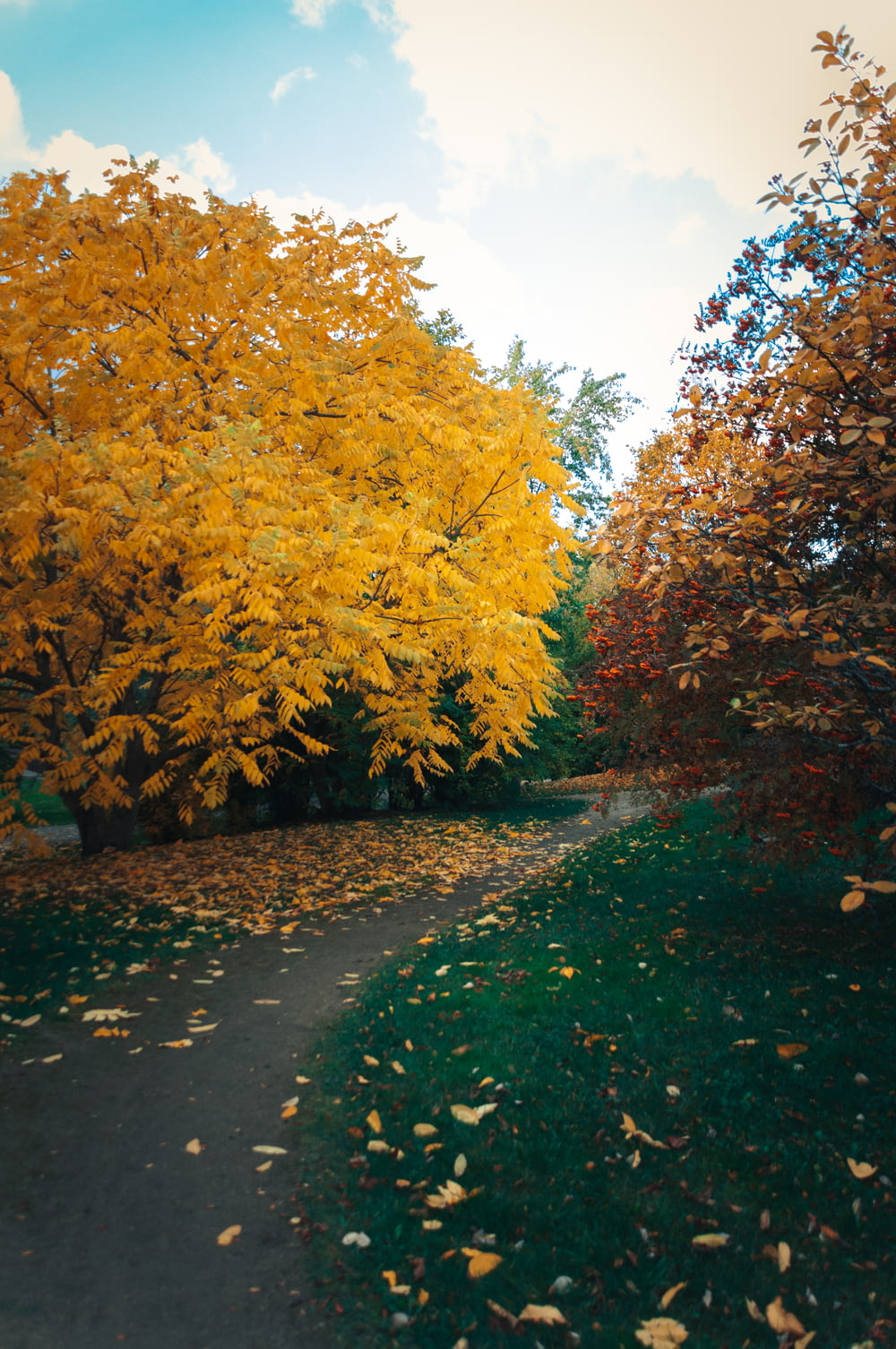 a path in the middle of a park with yellow leaves on the ground