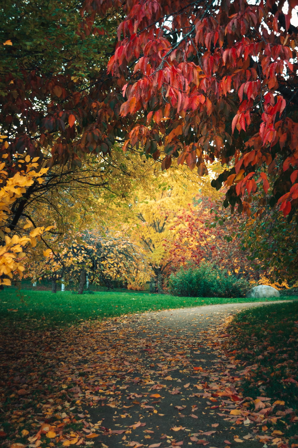 a path in a park with lots of leaves on the ground
