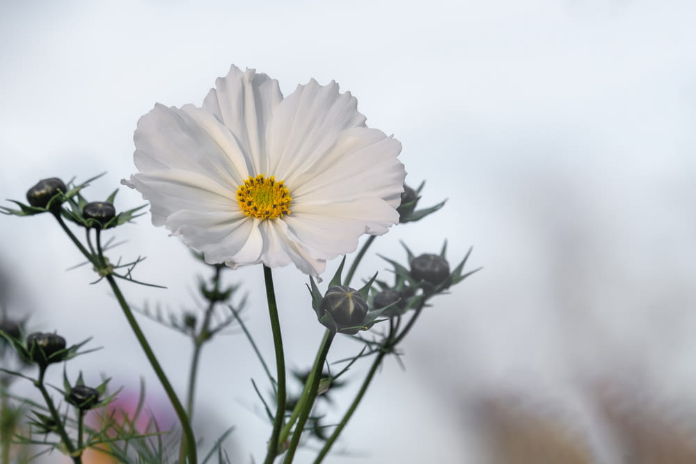 a close up of a white flower with a sky background