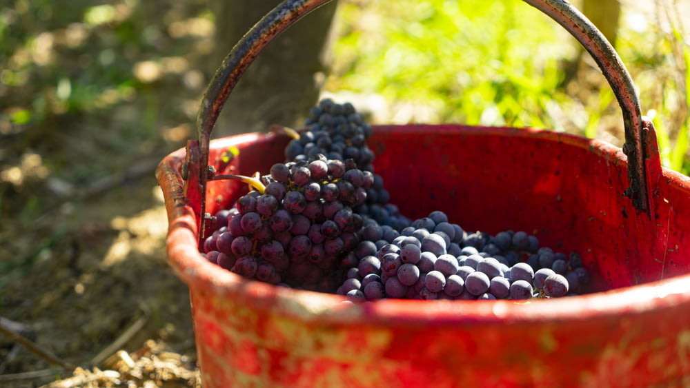 um balde vermelho cheio de muitas uvas
