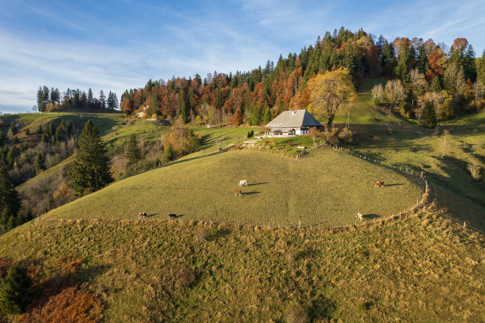 an aerial view of a farm with horses grazing on the grass