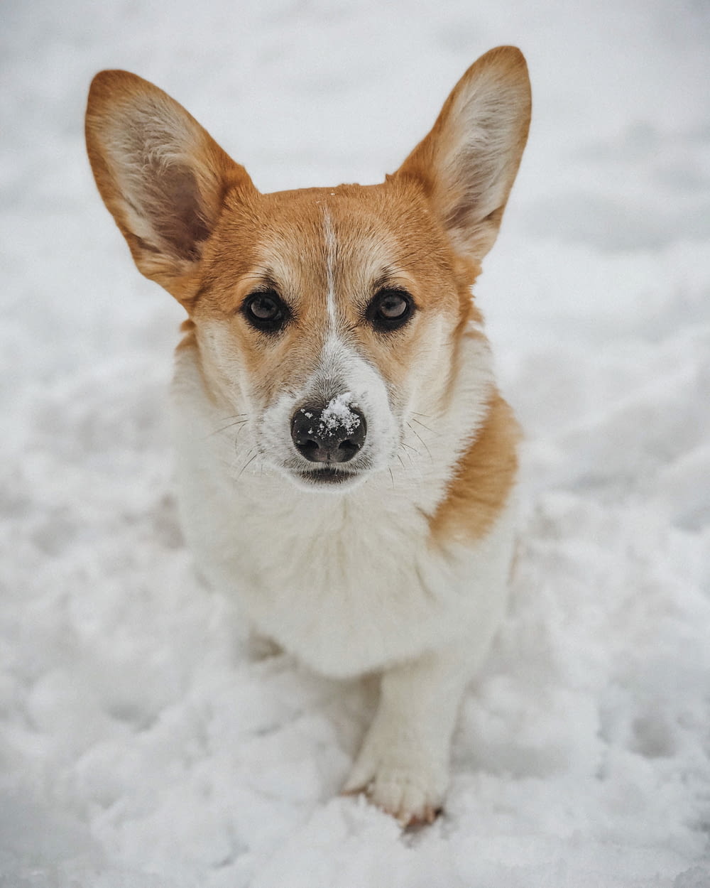 a small brown and white dog sitting in the snow
