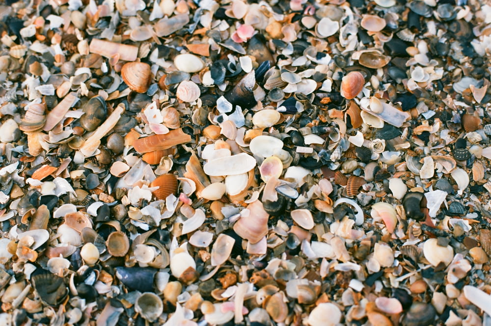 a bunch of shells that are on the ground