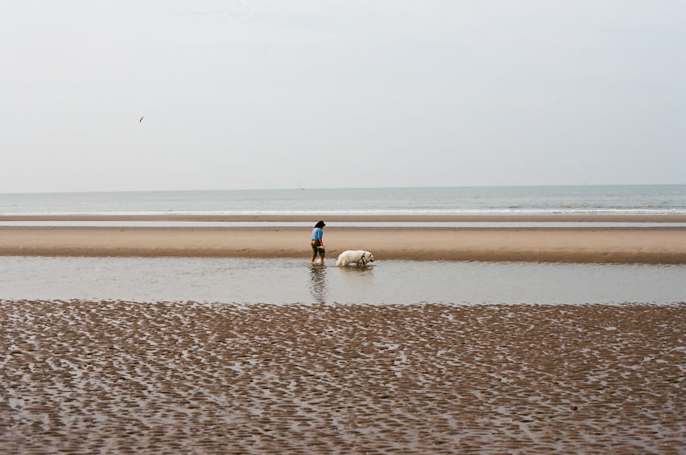 a person walking a dog on a beach next to the ocean