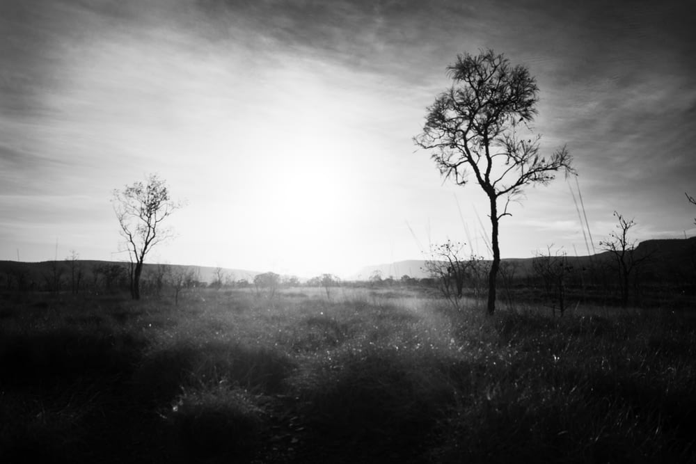a black and white photo of a field with trees