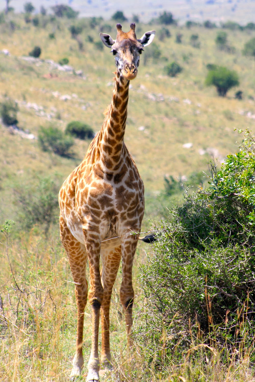 a giraffe standing in a field of tall grass