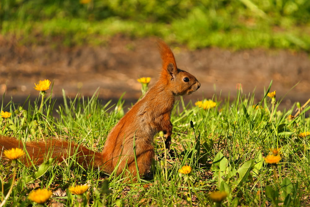 a squirrel is sitting in the grass with dandelions