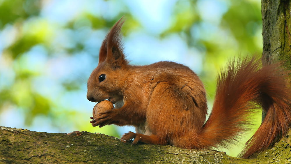 a squirrel eating a nut on a tree branch