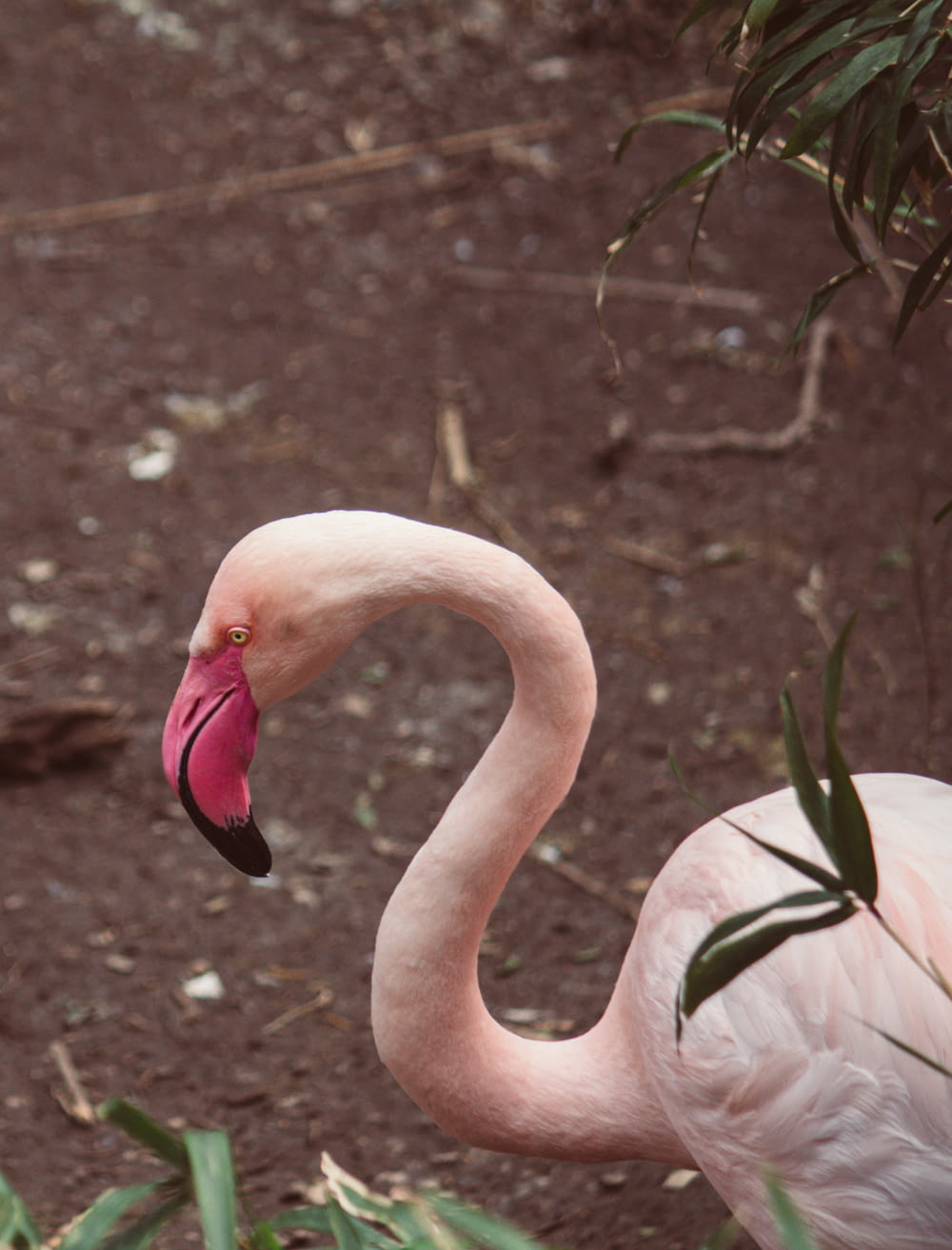 a pink flamingo is standing in the dirt
