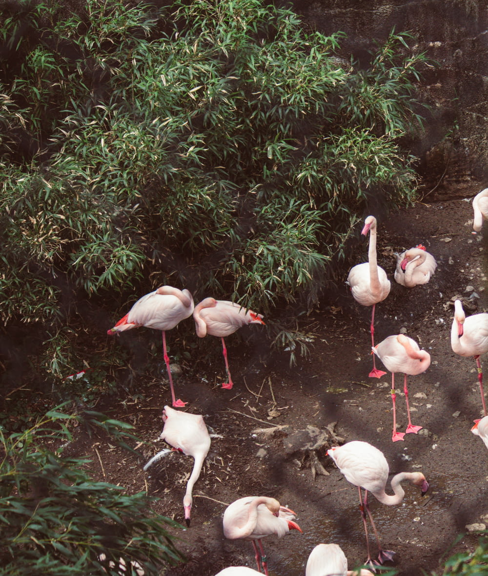 a group of flamingos standing around in a field