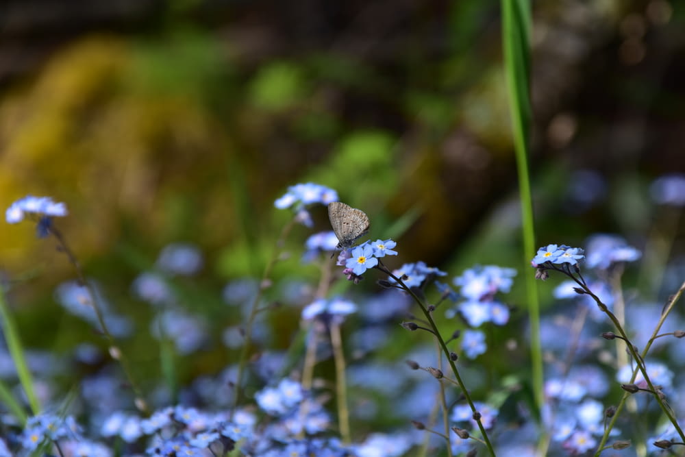 a butterfly sitting on top of a blue flower