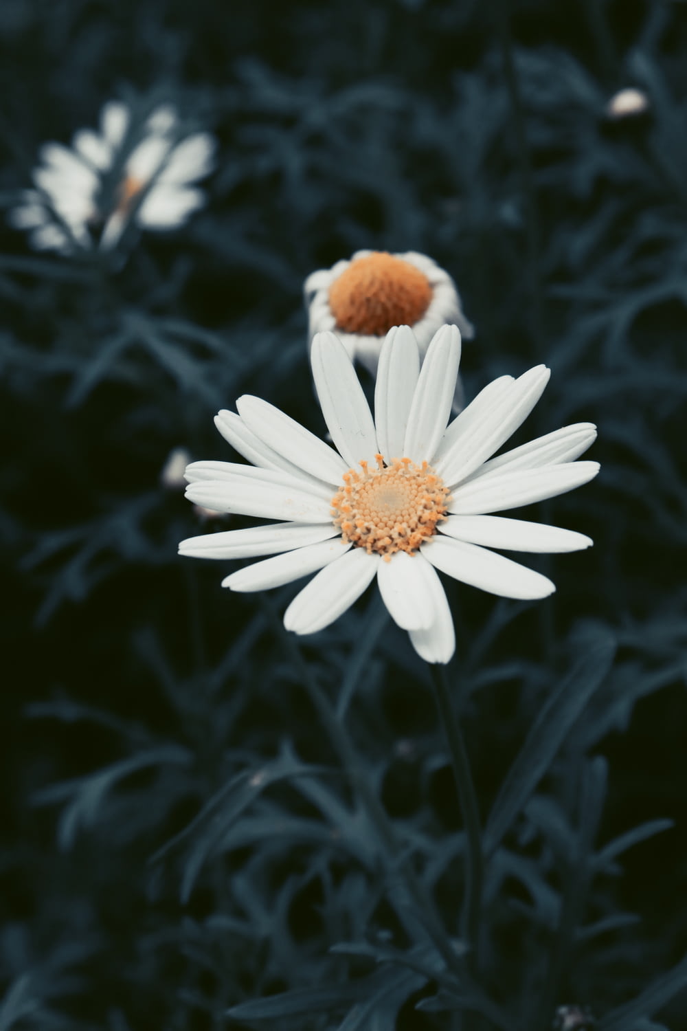 Un primer plano de una flor blanca en un campo