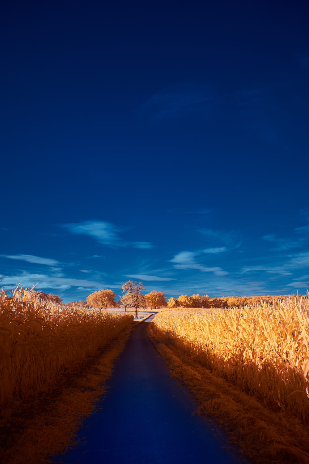 a road in a corn field with a blue sky in the background
