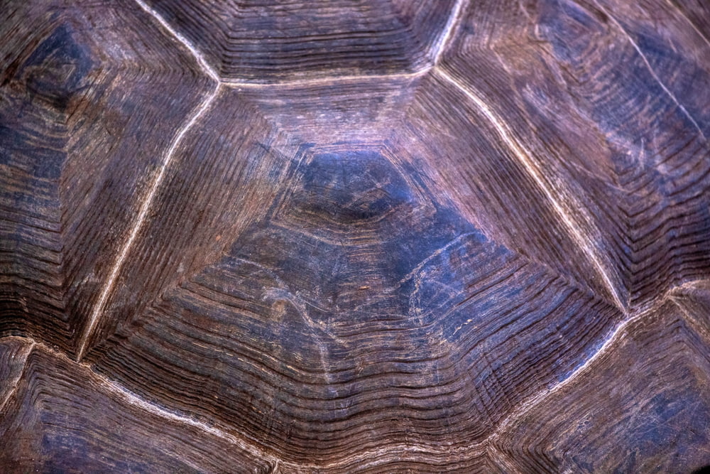 a close up of a tortoise shell