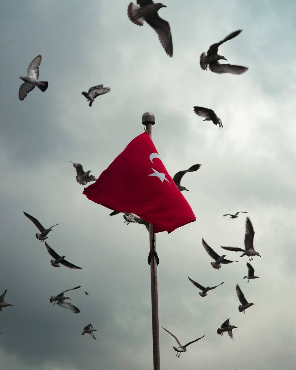 a flock of birds flying around a red flag