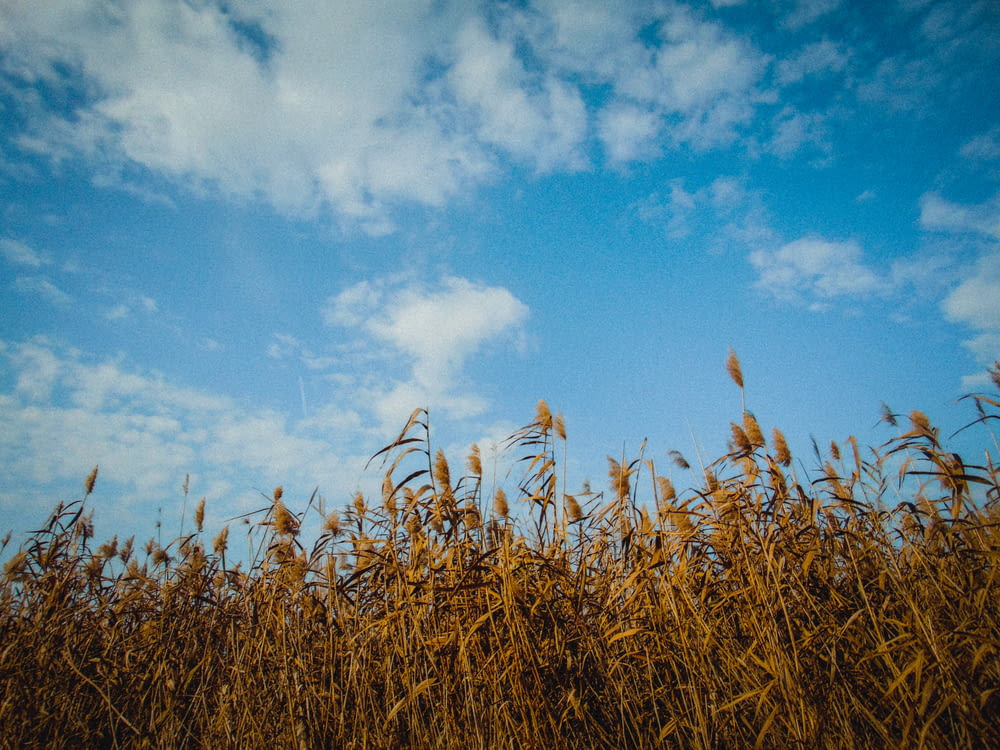a field of tall grass under a blue sky