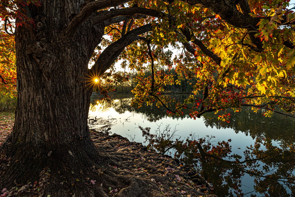 Un gran árbol sentado junto a un río debajo de un árbol
