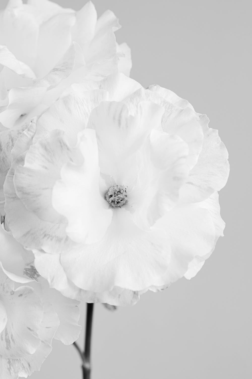 a black and white photo of two white flowers