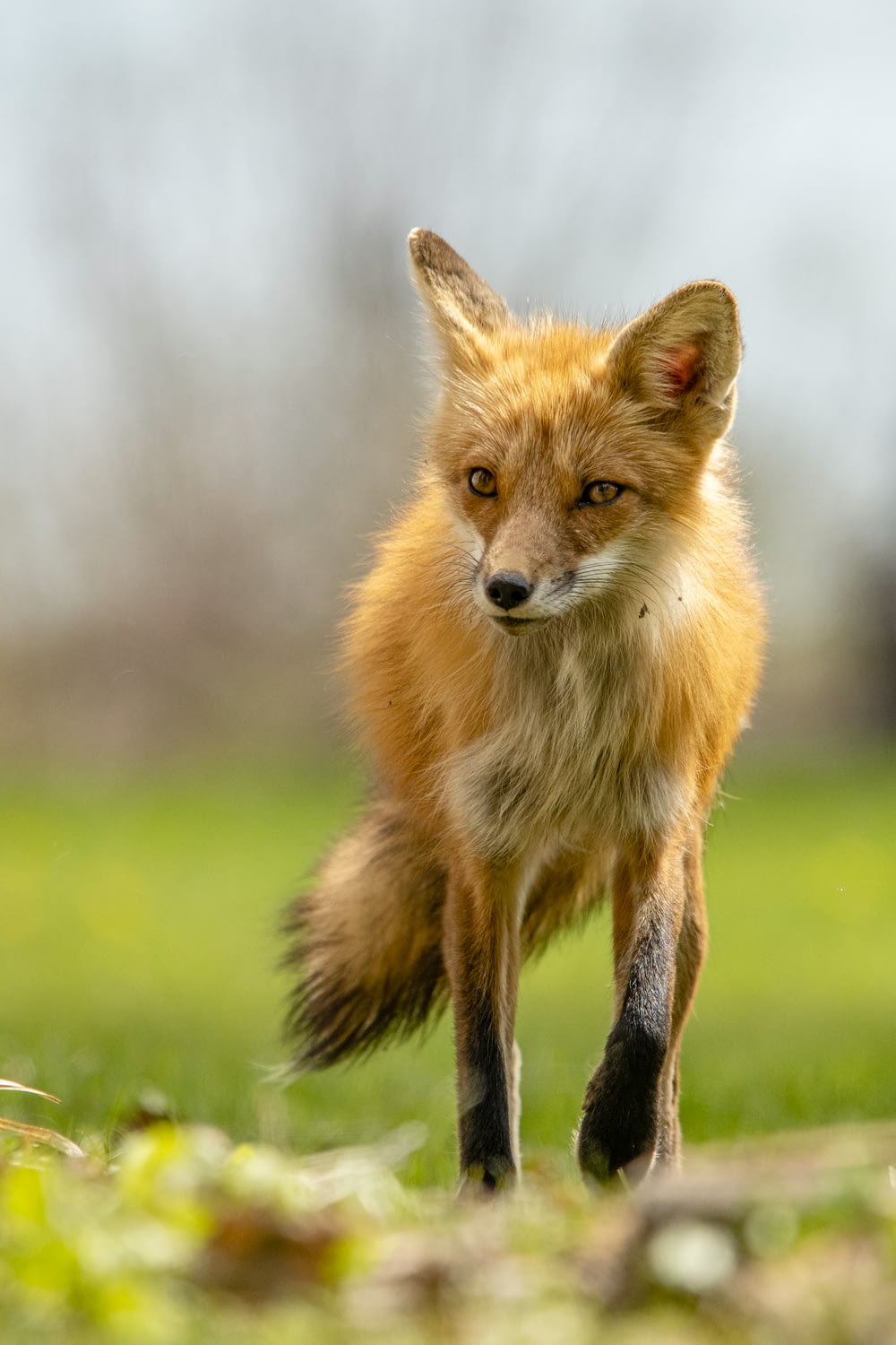 a red fox running across a lush green field