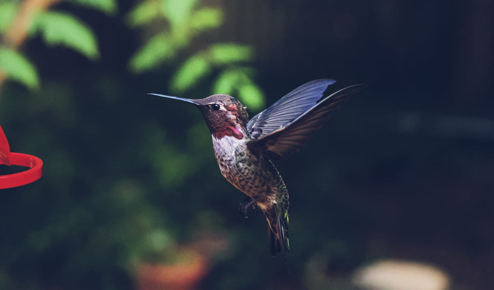 a hummingbird flying towards a red bird feeder