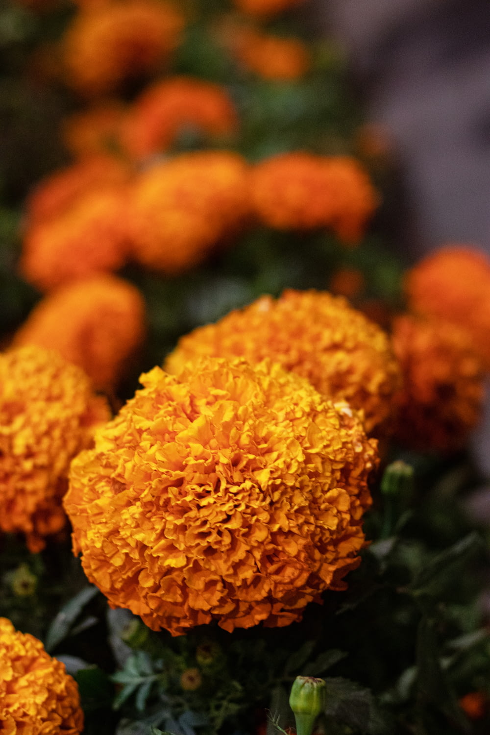 a bunch of orange flowers that are in a row