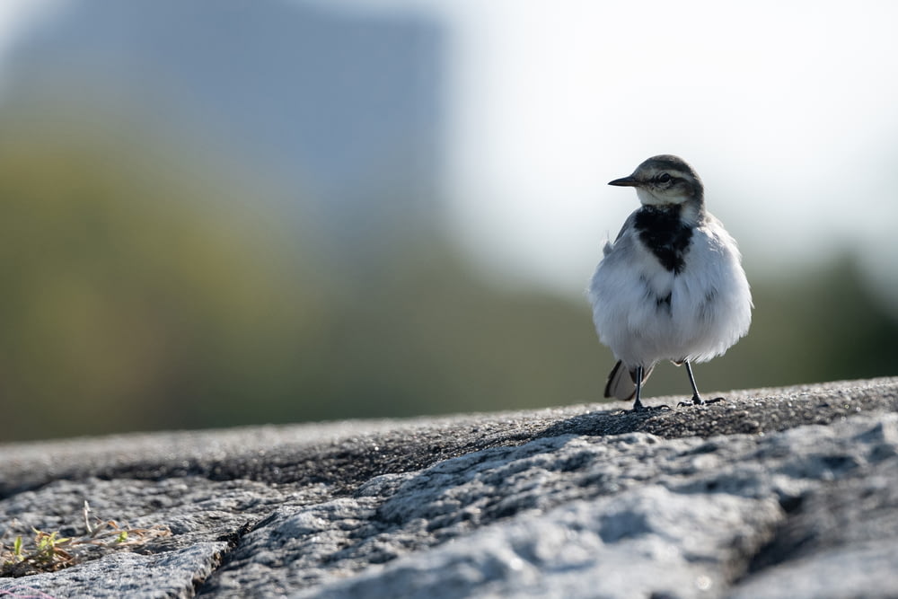 a small bird standing on top of a rock