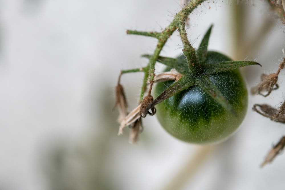 a close up of a green tomato on a plant