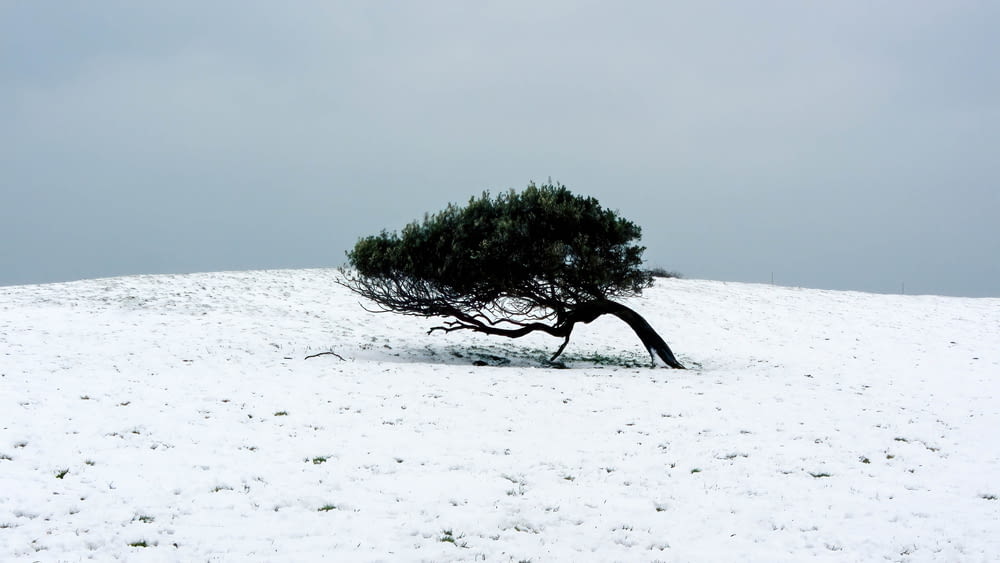 a lone tree in the middle of a snowy field