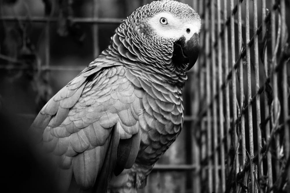 a black and white photo of a parrot in a cage
