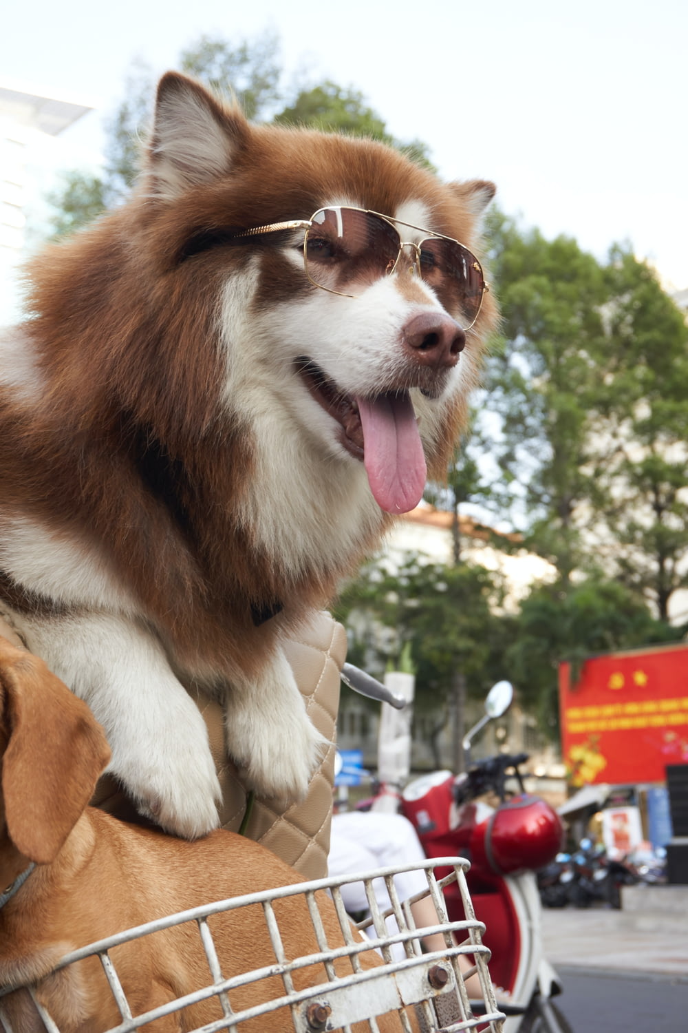 a brown and white dog wearing sunglasses riding on the back of a motorcycle