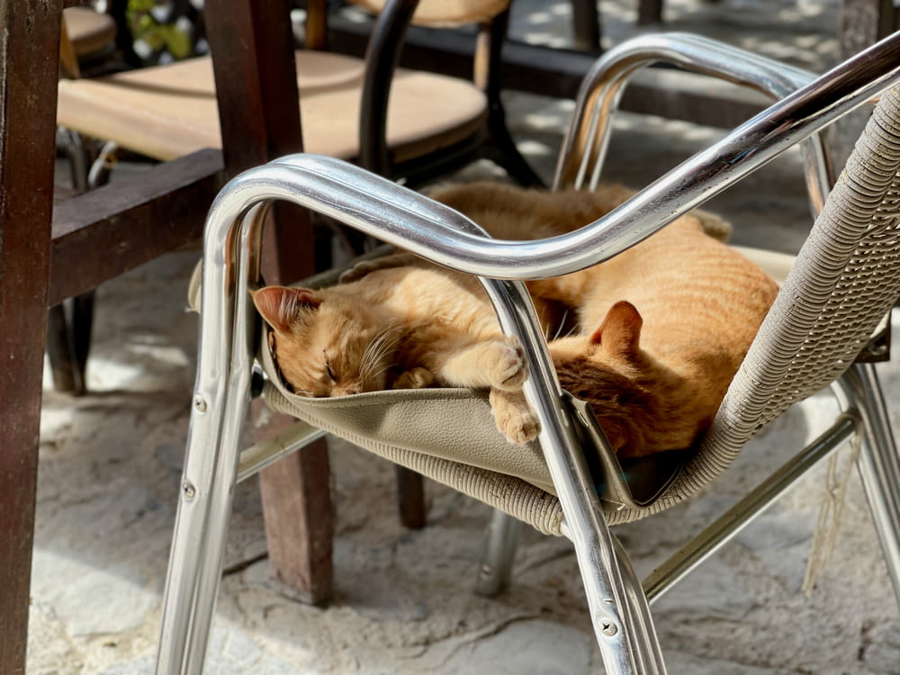 a cat is sleeping on a chair outside