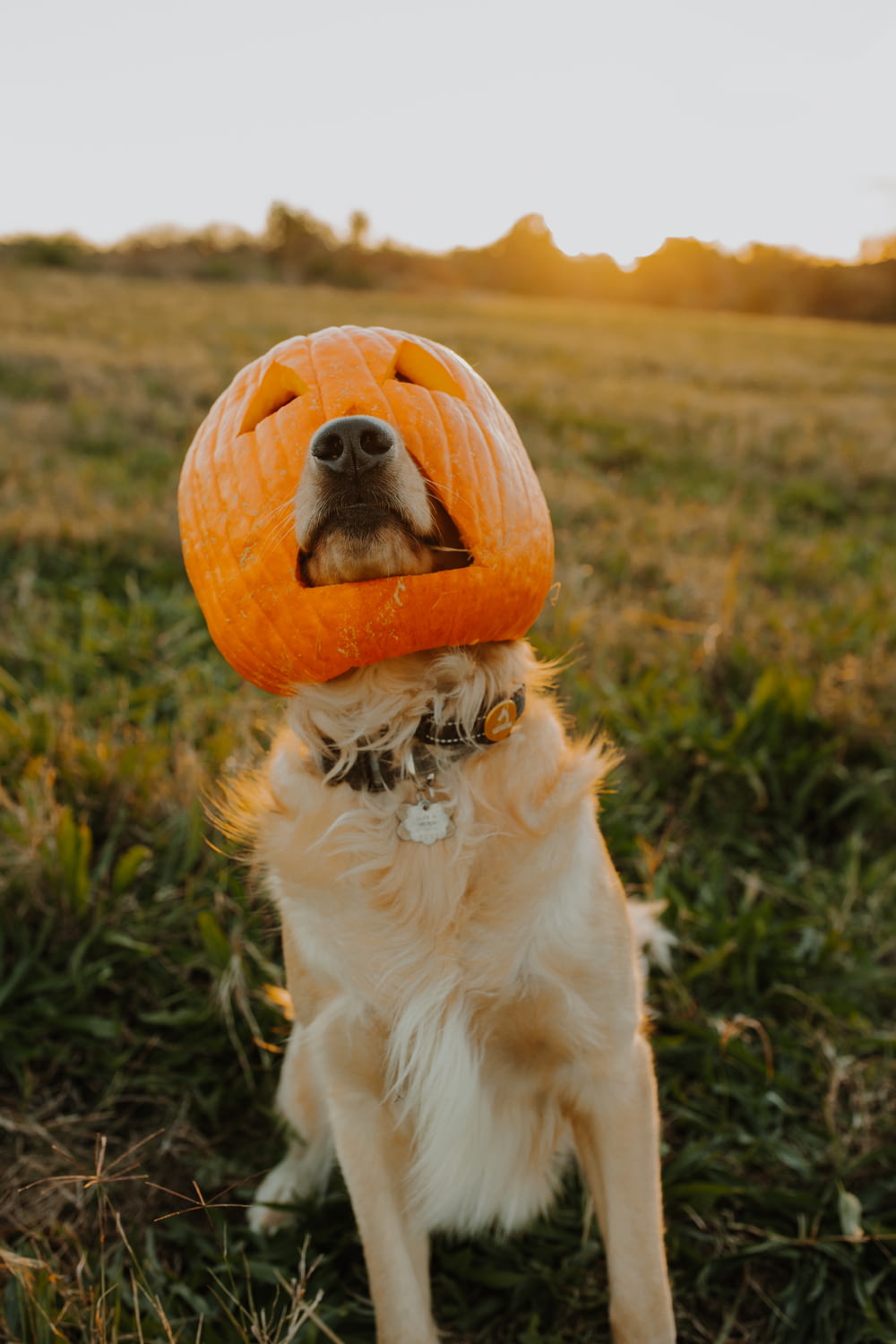 a dog with a pumpkin on its head