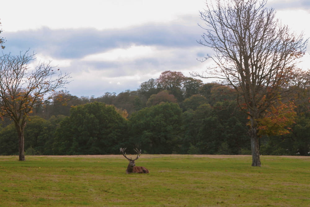 a deer laying in a field with trees in the background