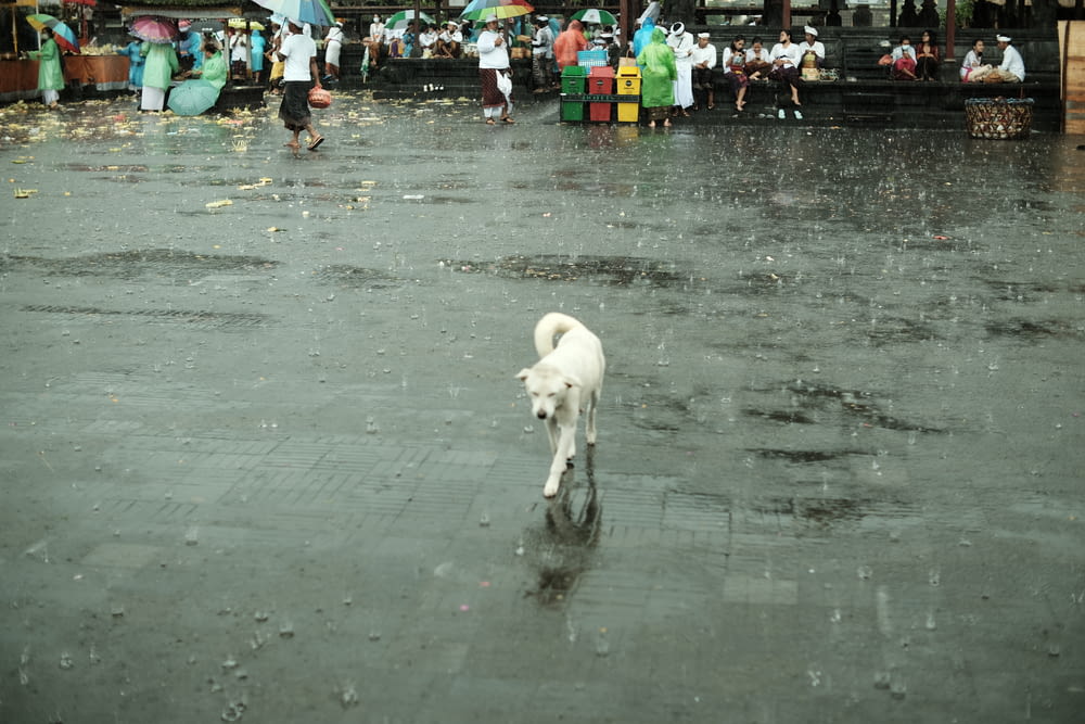 a white dog is walking in the rain