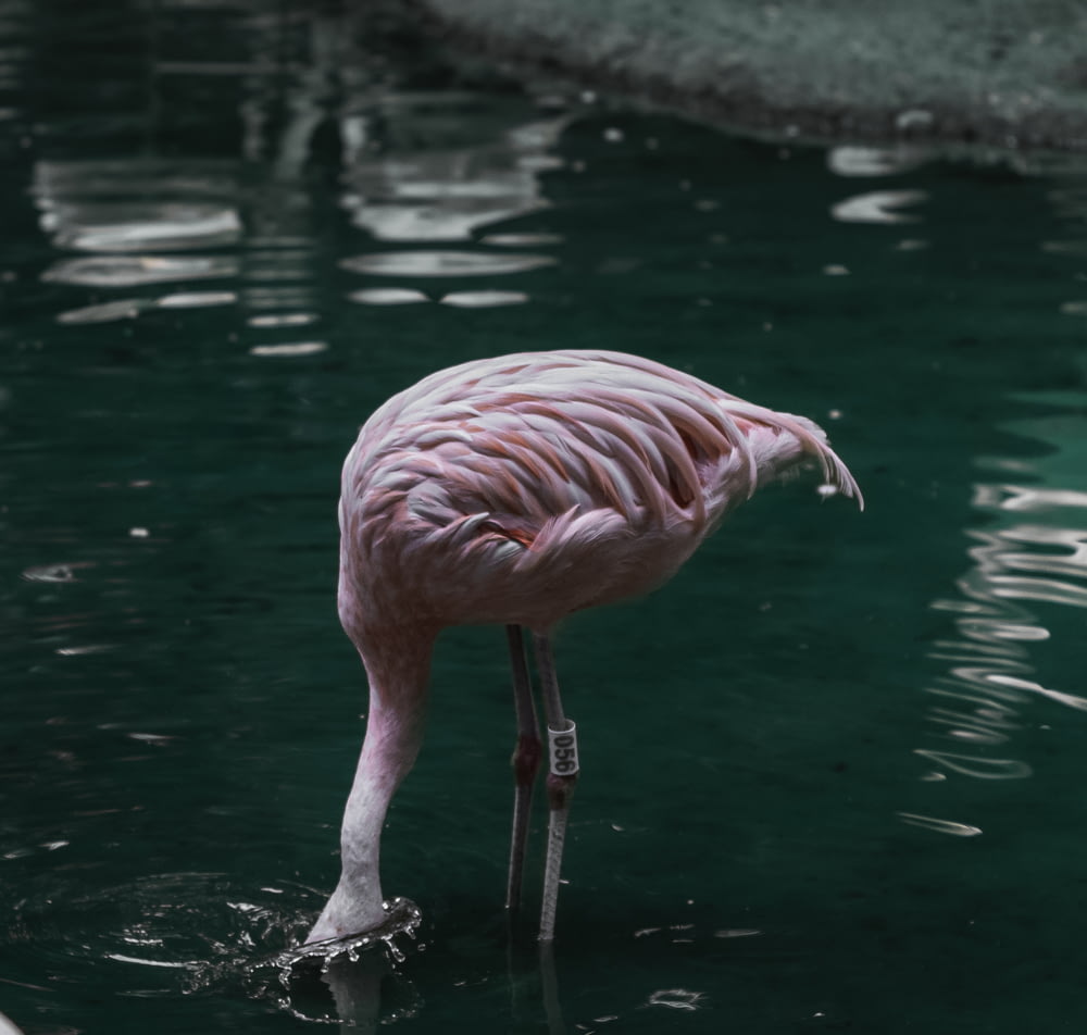 Ein rosa Flamingo steht in einem Gewässer