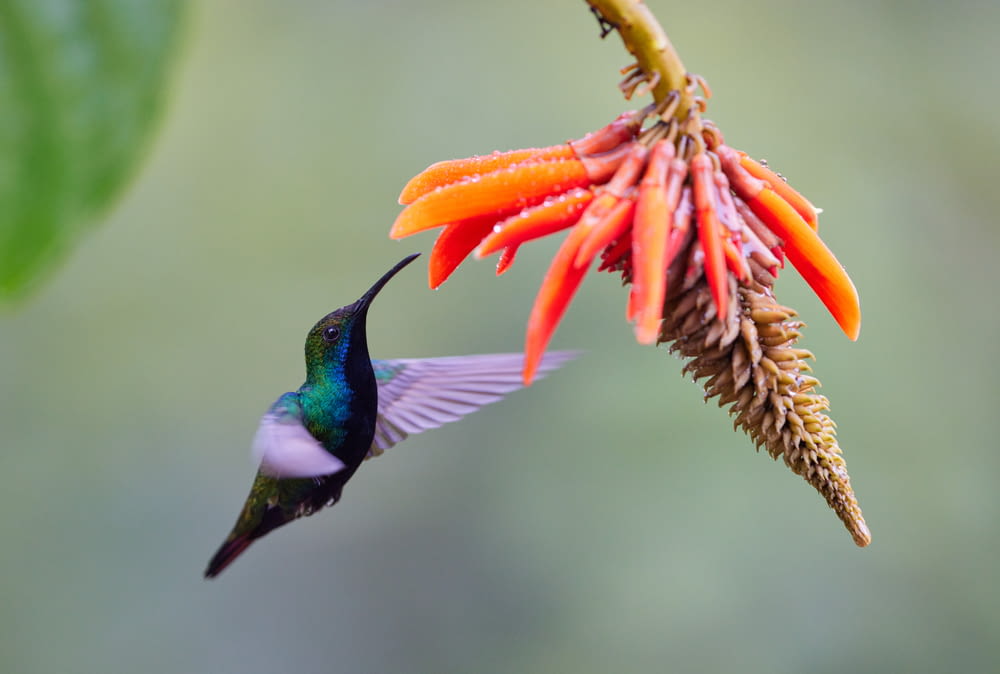 a hummingbird is flying near a flower