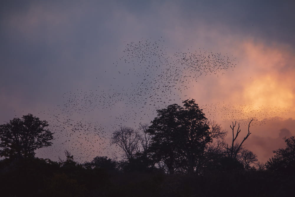 a flock of birds flying over trees at sunset