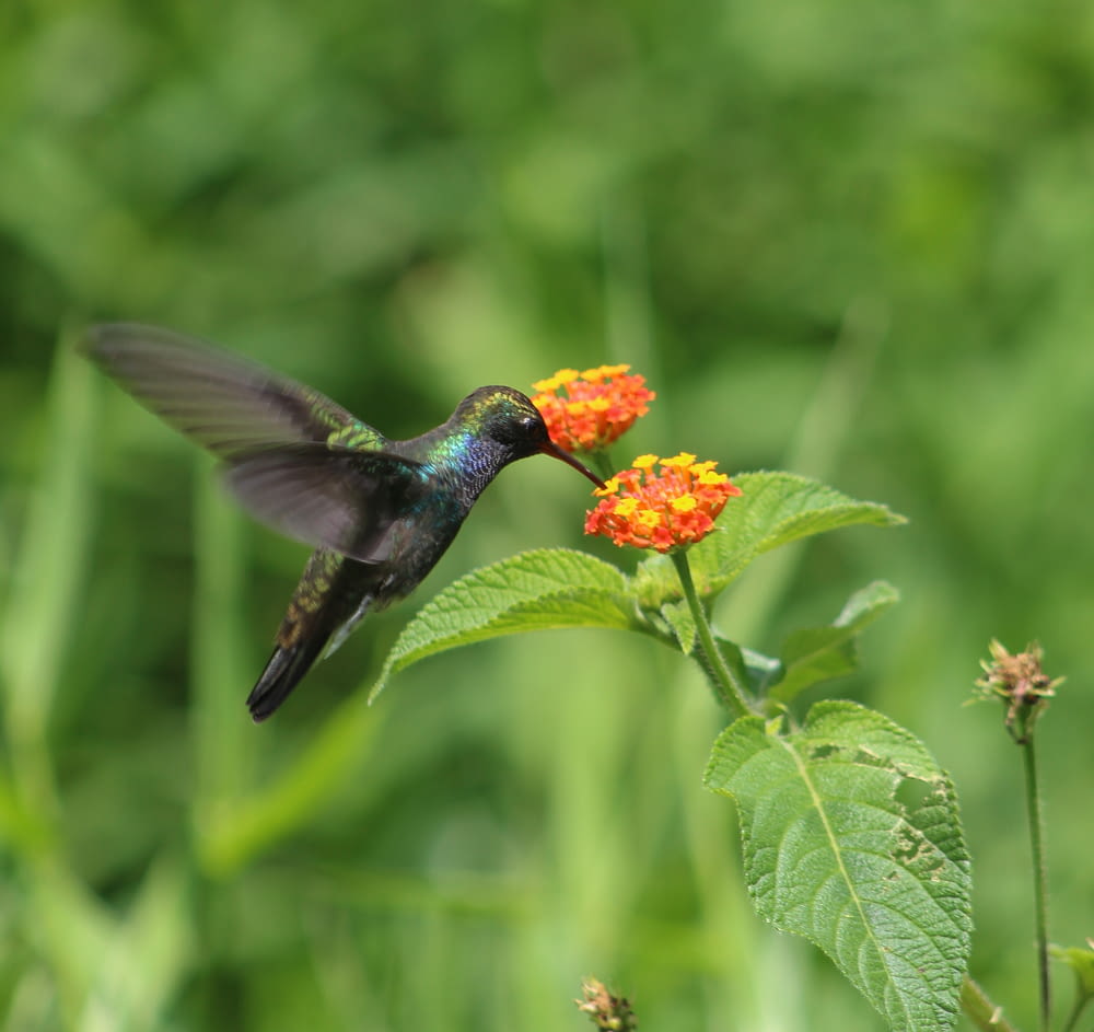 a hummingbird feeding on a flower in a field